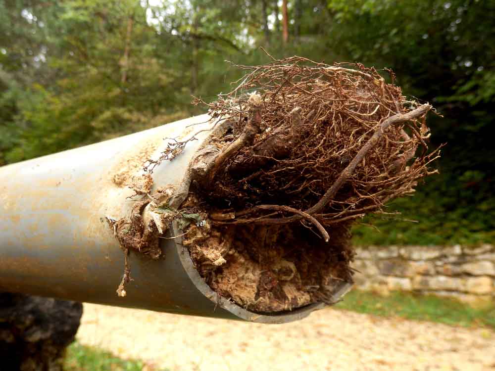 tree root in pipe